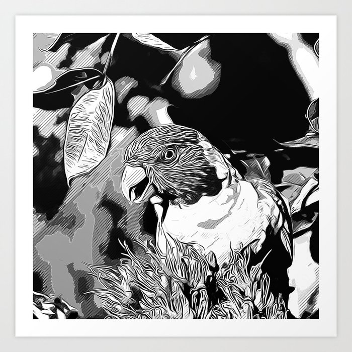 Rainbow Lorikeet Vector Art Black White Art Print By Gxp Design Society6