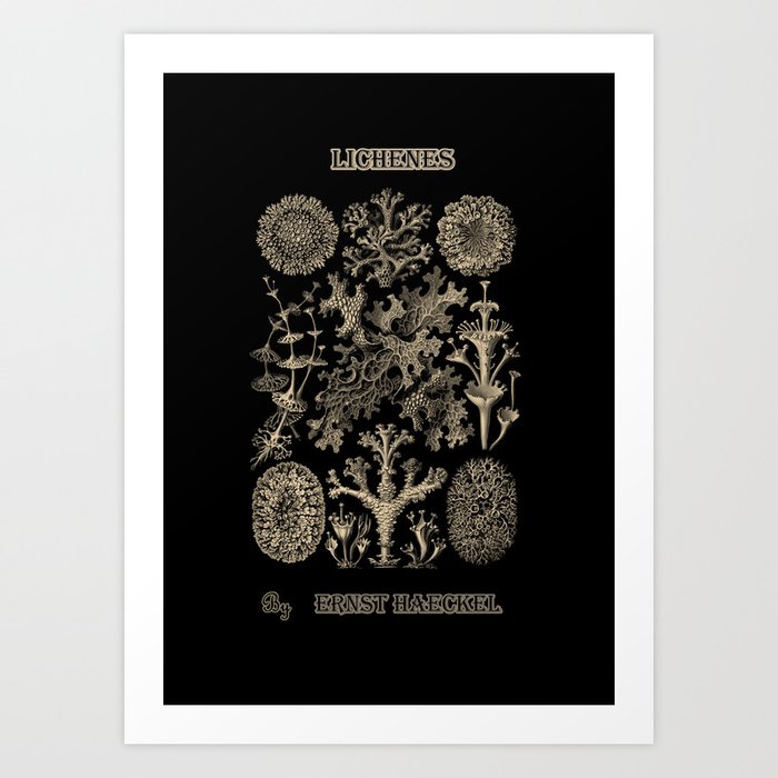 Lichenes From Art Forms Of Nature By Ernst Haeckel Art Print By Patriciannek Society6