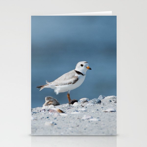 Avian - Piping Plover Adult 1 Stationery Cards