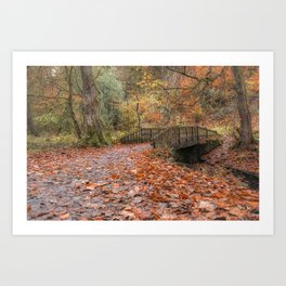 Autumn Colours at Sunnyhurst Wood, Lancashire Art Print