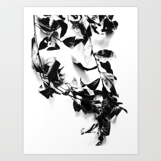Bay leaves 4 Art Print