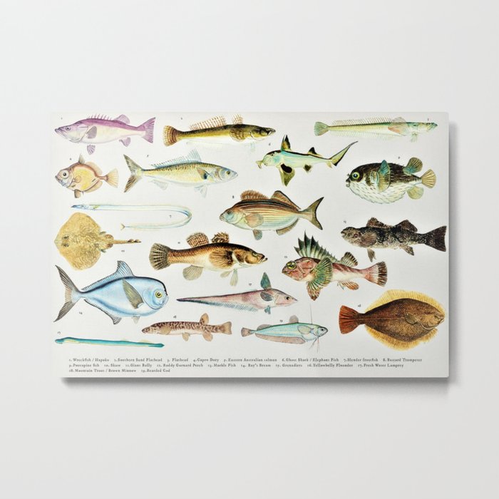 Illustrated Colorful Southern Pacific Ocean Exotic Game Fish Identification Chart No. 4 Metal Print