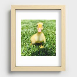 Vanilla the Duckling Photograph Recessed Framed Print