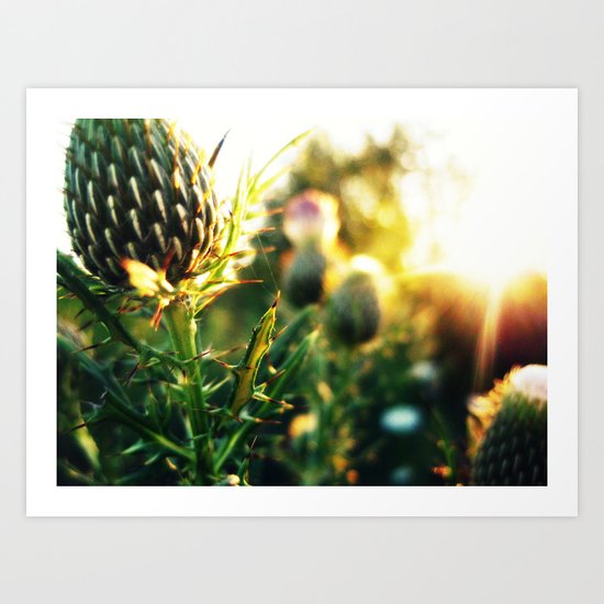 Thistle n Sun Art Print