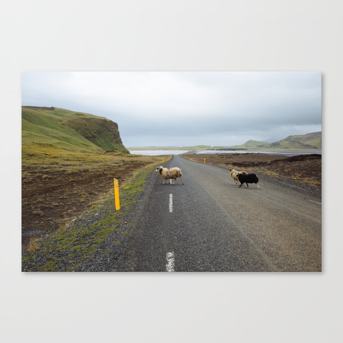 Sheep Crossing in Iceland Canvas Print