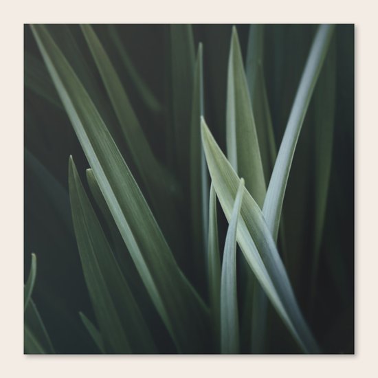PLANT Canvas Print