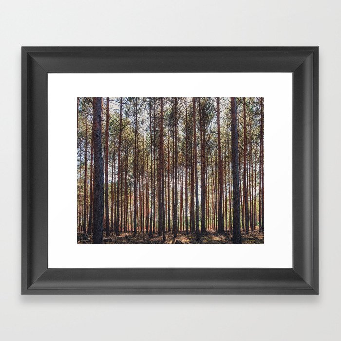 trees in forest photo, tree landscape photography Framed Art Print