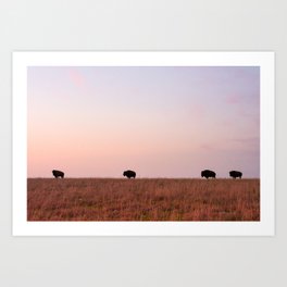Where the Buffalo Roam Art Print | Awesome, Pink, Park, Roam, Bison, Kansas, Sunrise, Animal, Photo, Farm 