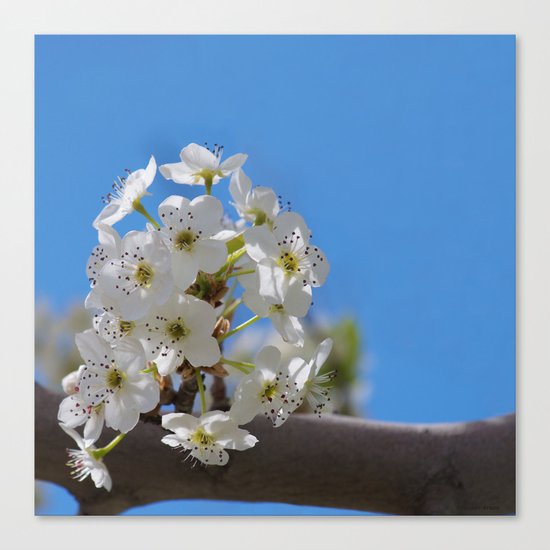 Spring Blossoms - IV Canvas Print
