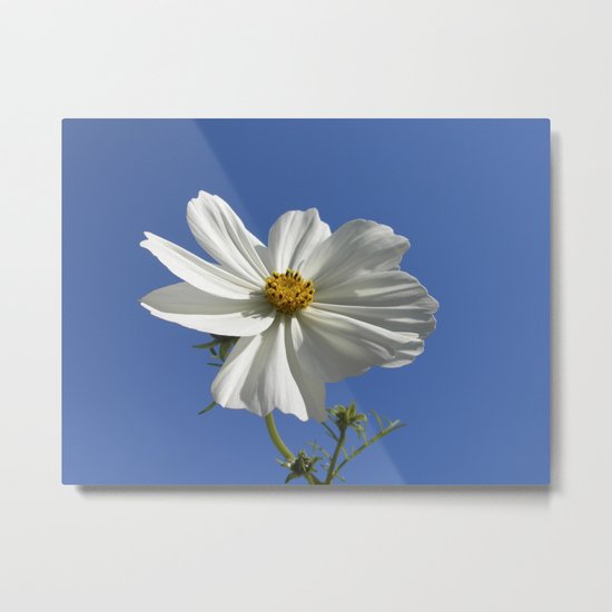 white cosmos flower IX Metal Print