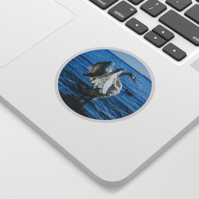 Spread Your Wings. Trumpeter Swan Photograph Sticker | Photography, Digital, Color, Hdr, Swan, Trumpeter-swan, Beautiful, Bird, Birds, Avian