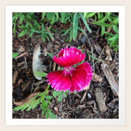 Flower#1 Art Print