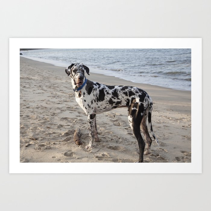 great dane surfer products for sale
