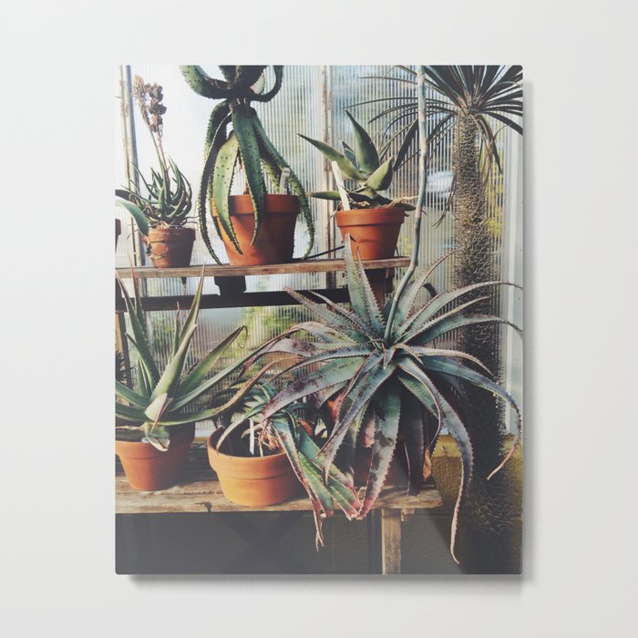 Cactus Wall Metal Print