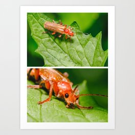 Red Soldier Beetle Far Away and Close up Macro Photograph  Art Print