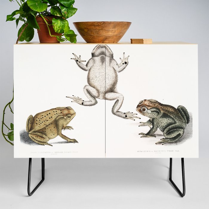 Keeled Nosed Toad & Doubtful Toad  Credenza