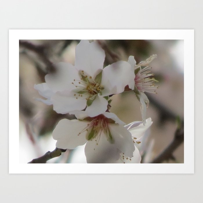 Almond Blossom Series 7 Art Print