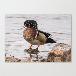 Wood Duck At The River Canvas Print
