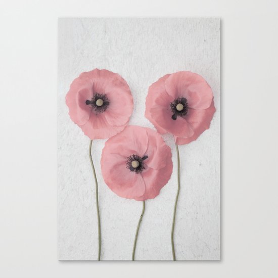 Pink Poppies Canvas Print