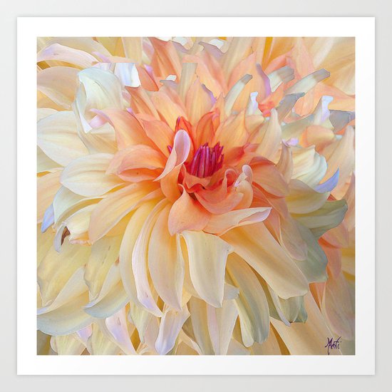 Dancing Dahlia Art Print