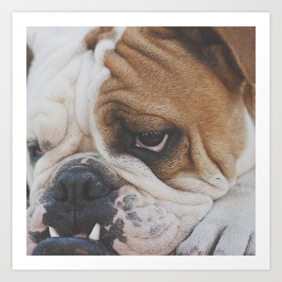 Bulldog Art Print