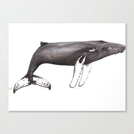 Humpback whale Megaptera Canvas Print