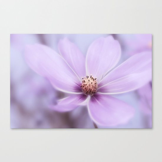 Purple Cosmea Canvas Print