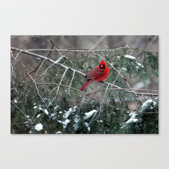 Winter Cardinal Canvas Print