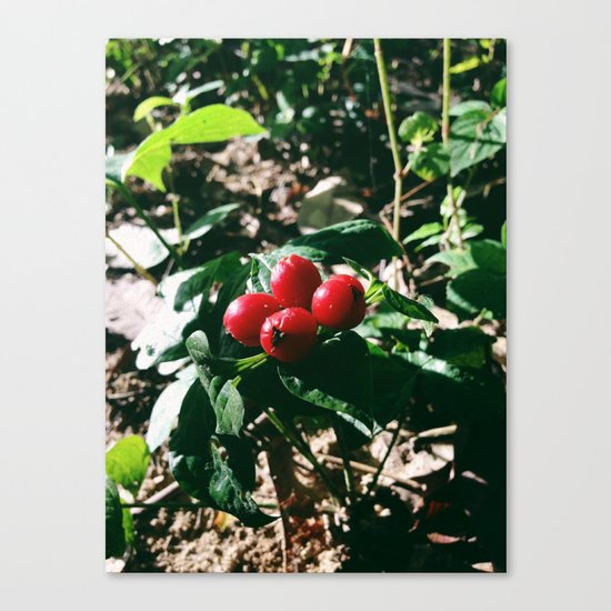 Spider Fruit Canvas Print