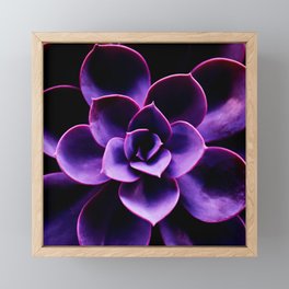 Ultraviolet Succulent Plant #decor #society6 #buyart Framed Mini Art Print