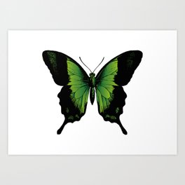 Green Butterfly | Vintage Butterfly | Green and Black | Art Print