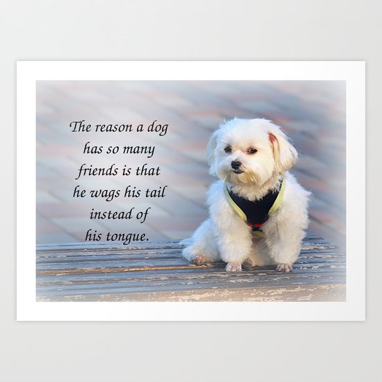 A Cute Bichon Dog Sits Patiently on a Bench Art Print
