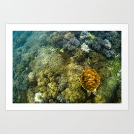 Turtle reef launch Art Print