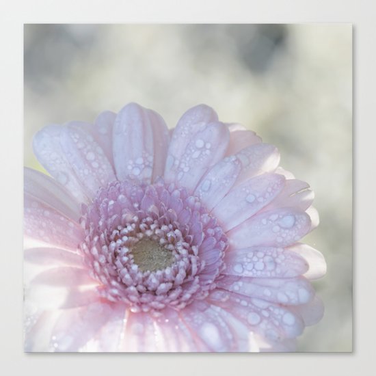 Pink Daisy with Waterdroplets in Backlight- Flower- Flowers- Floral Canvas Print