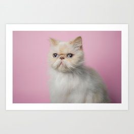 Lord Aries Cat - Photography 008 Art Print