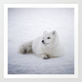 White snow arctic fox Art Print