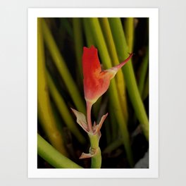 "Fleur Pantoufle Rubi" Art Print | Botanical, Bloom, Blossom, Garden, Digital, Slipper, Flower, Rubyred, Photo 