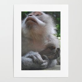 Monkey Meditation / Mandala Suci Wenara Wana Poster