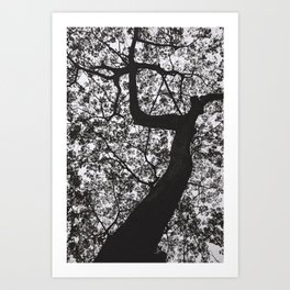 Under the raintree Art Print | Blackandwhite, Photo, Landscape, Nature 