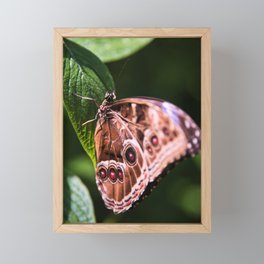 Blue Morpho Butterfly 4 Framed Mini Art Print
