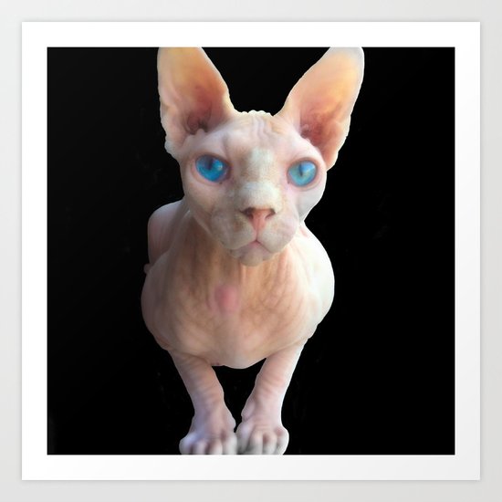 Sphynx cat Art Print