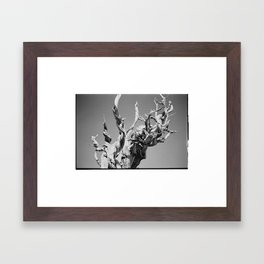 Bristlecone Pine - 35MM Framed Art Print