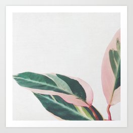 Pink Leaves II Art Print