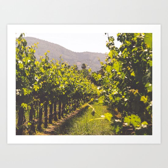Vineyards 4 Art Print