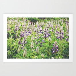 Blooming Lupines Field in Iceland | Nature Photography Art Print