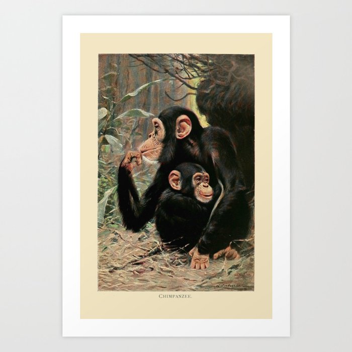 Vintage Chimpanzees Art Print