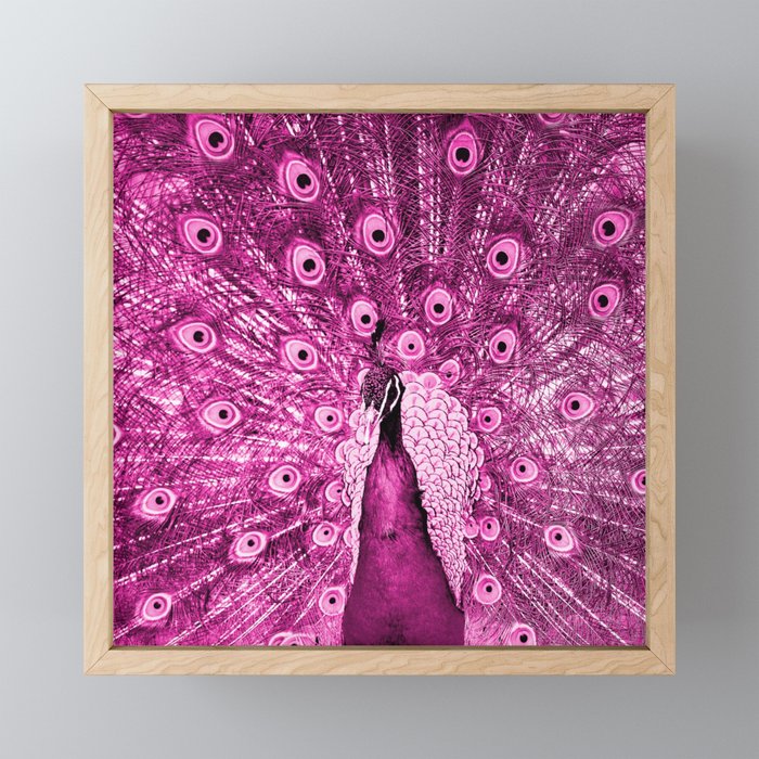 Pink Peacock Framed Mini Art Print