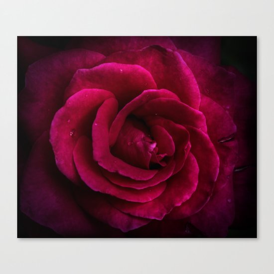 Texture Of A Rose Canvas Print