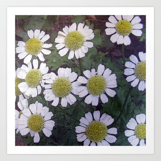 Feverfew Art Print