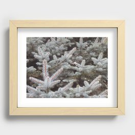 Coniferous tree nature photography botanical illustration, evergreen branches close-up Recessed Framed Print